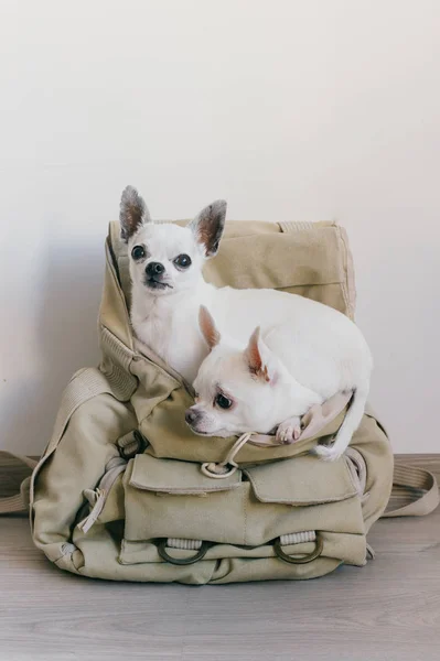Deux chihuahua chiots assis dans la poche de sac à dos en toile hipster avec des visages drôles et regardant de différentes façons. Les chiens voyagent. Détendez-vous. Animaux en vacances. Famille d'animaux couchés ensemble à la maison. — Photo