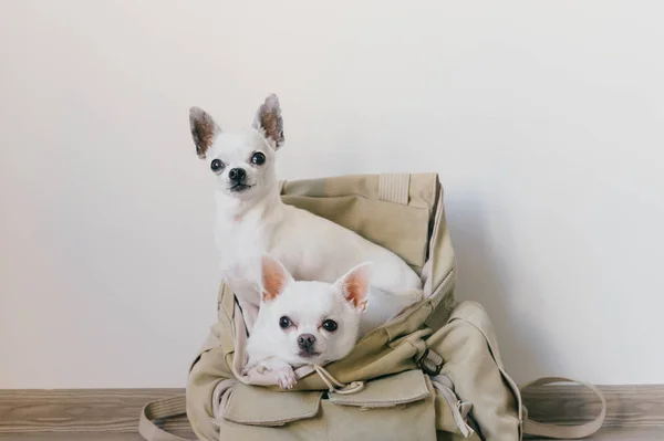 Dos cachorros chihuahua sentados en el bolsillo de la mochila de lona hipster con caras divertidas y mirando de diferentes maneras. Los perros viajan. Tranquilo y cómodo. Mascotas de vacaciones. Animales familia acostados juntos en casa. —  Fotos de Stock