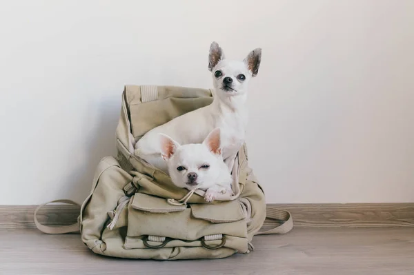 Dois filhotes de chihuahua sentados no bolso da mochila de lona hipster com rostos engraçados e olhando maneiras diferentes. Os cães viajam. Relaxe confortavelmente. Animais de estimação de férias. Animais da família deitados juntos em casa. — Fotografia de Stock