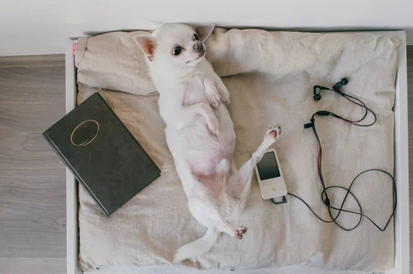 Chihuahua puppy liggend op de rug op zachte hondenmand met kussens thuis. Schattige jongen hond ontspannen op de ligstoel. Een beslissing nemen. Lezen of luisteren naar de muziek. Zoete grappige huisdier snuit. Vrije levensstijl. — Stockfoto