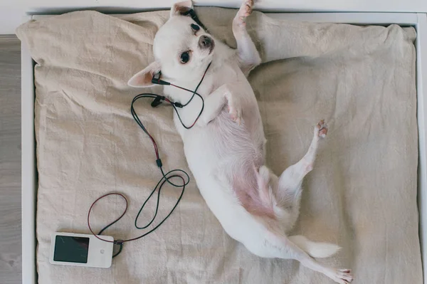 Petit chihuahua couché sur le dos au lit de chien doux avec des oreillers à la maison. Charmant animal de compagnie relaxant sur chaise longue. Écoutez de la musique. Chien avec écouteurs dans les oreilles. La joie de vivre. Heureux du plaisir. Qualité sonore. — Photo