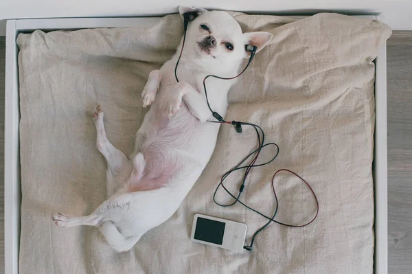 Malé čivavské štěně ležící vzadu u měkké psí postýlky s polštáři doma. Roztomilý mazlíček odpočívající na lehátku. Poslouchejte hudbu. Pes se sluchátky v uších. Radost ze života. Spokojený s potěšením. Kvalitní zvuk. — Stock fotografie