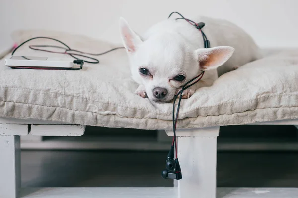 Chiot chihuahua solitaire couché sur une chaise longue avec lecteur et écouteurs. Animaux se reposant à la maison. Chien aux yeux tristes émotionnels isolé sur fond de mur blanc. Bruit fort. Ecouter de la musique de qualité avec walkman — Photo