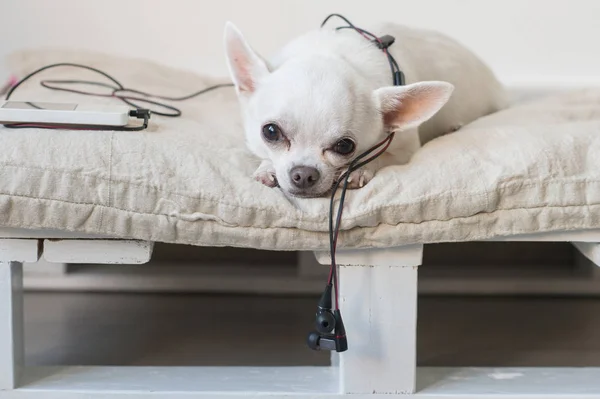 Chiot chihuahua solitaire couché sur une chaise longue avec lecteur et écouteurs. Animaux se reposant à la maison. Chien aux yeux tristes émotionnels isolé sur fond de mur blanc. Bruit fort. Ecouter de la musique de qualité avec walkman — Photo