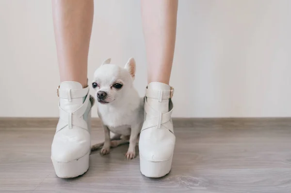 Scared little chihuahua puppy sitting and lying on wooden floor between female feet. Women`s legs on high heels in different socks. Odd bizarre kinky naked legs in eccentric shoes. Sexy pet owner.