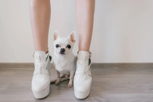 Scared little chihuahua puppy sitting and lying on wooden floor between female feet. Women`s legs on high heels in different socks. Odd bizarre kinky naked legs in eccentric shoes. Sexy pet owner.