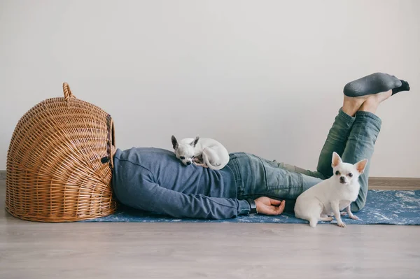 Unknown male lying on yoga mat. Head in wicker doghouse. Man in fashionable clothing. Weird odd bizarre strange unusual headless guy. Little mexican chihuahua puppies sleeping at home. Homeless dogs. — Stock Photo, Image