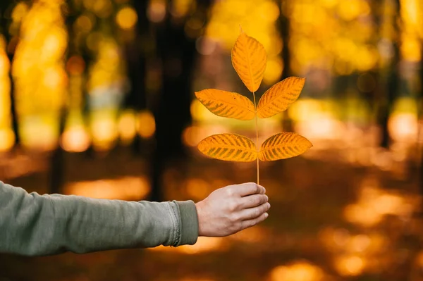 Unknown person holding branch on bright colorful autumn abstract background. Lonely man with leaves in sunny yellow forest. Sun light and shadows. Nobody hand. Changing nature. Seasons. Red fall mood