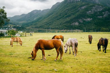 Norveç 'te vahşi yaşam. İskandinav fiyortları otlaktaki güzel atlar yaz yağmurlu havalarda çim yerler. Bulutlu gökyüzü. Arka planda dağlar. Taşlar. Komik memeli hayvanlar. Kırsal. Seyahat et. Doğa.