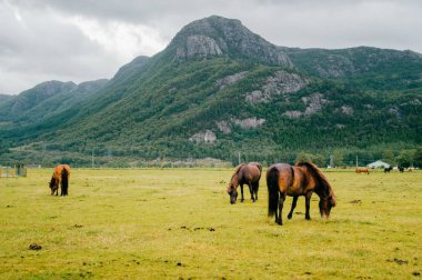 Norveç 'te vahşi yaşam. İskandinav fiyortları otlaktaki güzel atlar yaz yağmurlu havalarda çim yerler. Bulutlu gökyüzü. Arka planda dağlar. Taşlar. Komik memeli hayvanlar. Kırsal. Seyahat et. Doğa.