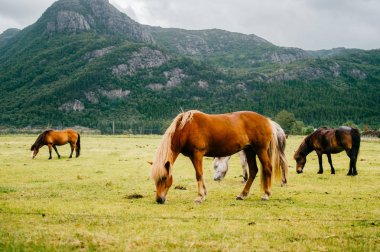 Norveç 'te vahşi yaşam. İskandinav fiyortları otlaktaki güzel atlar yaz yağmurlu havalarda çim yerler. Bulutlu gökyüzü. Arka planda dağlar. Taşlar. Komik memeli hayvanlar. Kırsal. Seyahat et. Doğa.