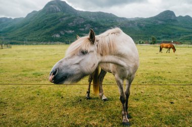 Norveç 'te vahşi yaşam. İskandinav fiyortları otlaktaki güzel atlar yaz yağmurlu havalarda çim yerler. Bulutlu gökyüzü. Arka planda dağlar. Taşlar. Komik memeli hayvanlar. Kırsal. Seyahat et. Doğa.