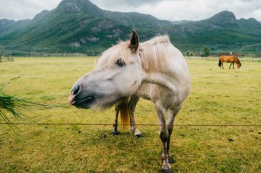 Norveç 'te vahşi yaşam. İskandinav fiyortları otlaktaki güzel atlar yaz yağmurlu havalarda çim yerler. Bulutlu gökyüzü. Arka planda dağlar. Taşlar. Komik memeli hayvanlar. Kırsal. Seyahat et. Doğa.