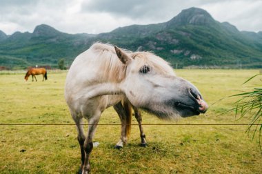 Norveç 'te vahşi yaşam. İskandinav fiyortları otlaktaki güzel atlar yaz yağmurlu havalarda çim yerler. Bulutlu gökyüzü. Arka planda dağlar. Taşlar. Komik memeli hayvanlar. Kırsal. Seyahat et. Doğa.