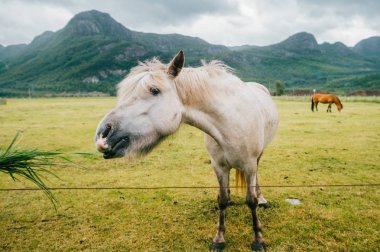 Norveç 'te vahşi yaşam. İskandinav fiyortları otlaktaki güzel atlar yaz yağmurlu havalarda çim yerler. Bulutlu gökyüzü. Arka planda dağlar. Taşlar. Komik memeli hayvanlar. Kırsal. Seyahat et. Doğa.