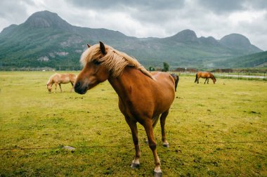 Norveç 'te vahşi yaşam. İskandinav fiyortları otlaktaki güzel atlar yaz yağmurlu havalarda çim yerler. Bulutlu gökyüzü. Arka planda dağlar. Taşlar. Komik memeli hayvanlar. Kırsal. Seyahat et. Doğa.