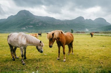Norveç 'te vahşi yaşam. İskandinav fiyortları otlaktaki güzel atlar yaz yağmurlu havalarda çim yerler. Bulutlu gökyüzü. Arka planda dağlar. Taşlar. Komik memeli hayvanlar. Kırsal. Seyahat et. Doğa.