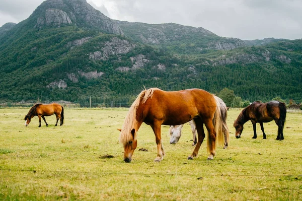 Dzikie zwierzęta w Norwegii. Skandynawski fiord piękne konie na pastwisku jedzą trawę na polu w letnie deszczowe dni. Chmurne niebo. Góry w tle. Kamienie. Śmieszne ssaki. Wiejskie. Podróż. Przyroda. — Zdjęcie stockowe