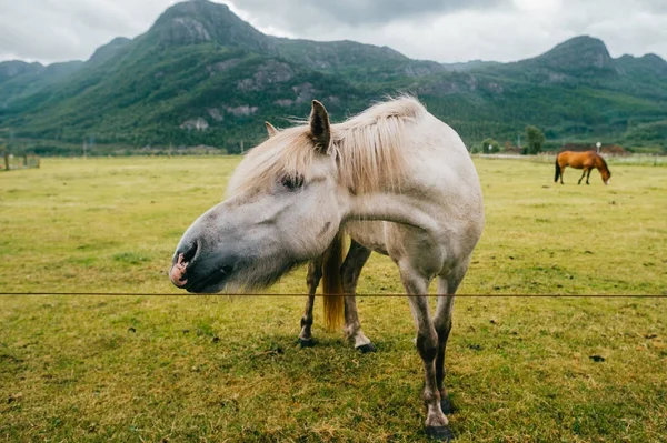 Dzikie zwierzęta w Norwegii. Skandynawski fiord piękne konie na pastwisku jedzą trawę na polu w letnie deszczowe dni. Chmurne niebo. Góry w tle. Kamienie. Śmieszne ssaki. Wiejskie. Podróż. Przyroda. — Zdjęcie stockowe