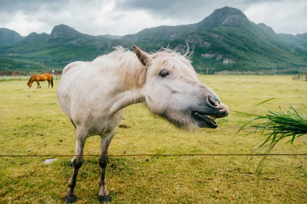 Dzikie zwierzęta w Norwegii. Skandynawski fiord piękne konie na pastwisku jedzą trawę na polu w letnie deszczowe dni. Chmurne niebo. Góry w tle. Kamienie. Śmieszne ssaki. Wiejskie. Podróż. Przyroda. — Zdjęcie stockowe