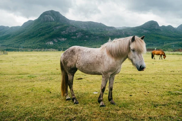 Norveç 'te vahşi yaşam. İskandinav fiyortları otlaktaki güzel atlar yaz yağmurlu havalarda çim yerler. Bulutlu gökyüzü. Arka planda dağlar. Taşlar. Komik memeli hayvanlar. Kırsal. Seyahat et. Doğa.