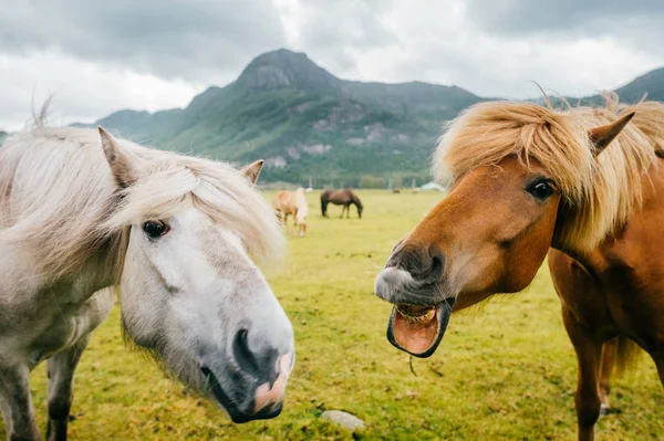 Dzikie zwierzęta w Norwegii. Skandynawski fiord piękne konie na pastwisku jedzą trawę na polu w letnie deszczowe dni. Chmurne niebo. Góry w tle. Kamienie. Śmieszne ssaki. Wiejskie. Podróż. Przyroda. — Zdjęcie stockowe