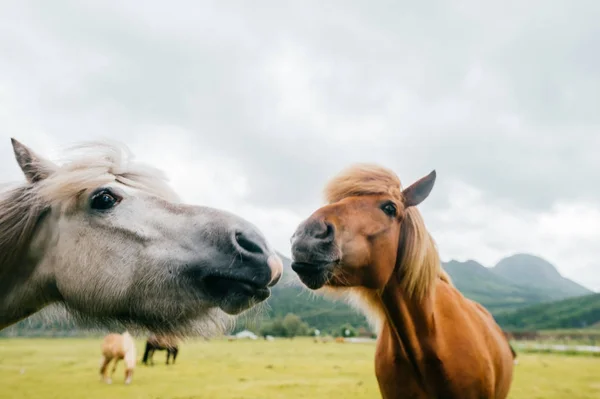 Wildlife in Norway. Scandinavian fjord beautiful horses on pasture eat grass on field in summer rainy weather. Cloudy sky. Mountains on background. Rocks. Funny mammal animals. Rural. Travel. Nature. — Stock Photo, Image