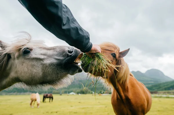 Dzikie zwierzęta w Norwegii. Skandynawski fiord piękne konie na pastwisku jedzą trawę na polu w letnie deszczowe dni. Chmurne niebo. Góry w tle. Kamienie. Śmieszne ssaki. Wiejskie. Podróż. Przyroda. — Zdjęcie stockowe