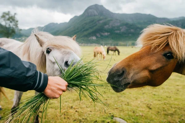 Dzikie zwierzęta w Norwegii. Skandynawski fiord piękne konie na pastwisku jedzą trawę na polu w letnie deszczowe dni. Chmurne niebo. Góry w tle. Kamienie. Śmieszne ssaki. Wiejskie. Podróż. Przyroda. — Zdjęcie stockowe