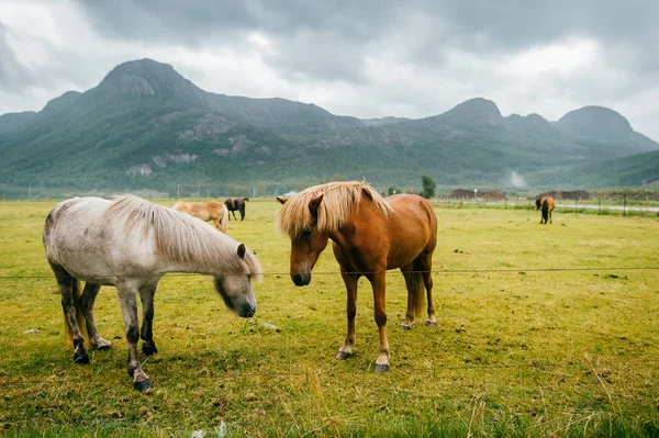 Norveç 'te vahşi yaşam. İskandinav fiyortları otlaktaki güzel atlar yaz yağmurlu havalarda çim yerler. Bulutlu gökyüzü. Arka planda dağlar. Taşlar. Komik memeli hayvanlar. Kırsal. Seyahat et. Doğa.
