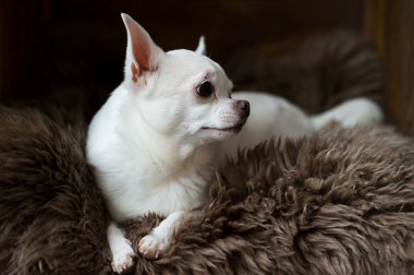 Sevimli ve güzel chihuahua köpek yavrusu bir ahşap kulübe içinde gri kürk halı döşeme