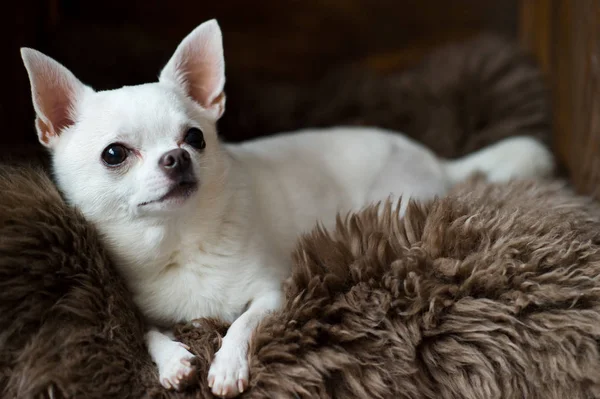 Carino e bello cucciolo di chihuahua posa su un tappeto di pelliccia grigio in una cuccia di legno — Foto Stock