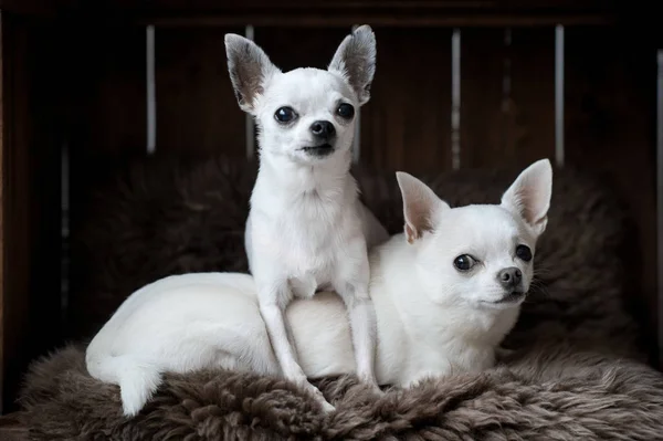 Dos cachorros chihuahua con caras graciosas tendidos en una casa de perro en una alfombra de piel gris —  Fotos de Stock