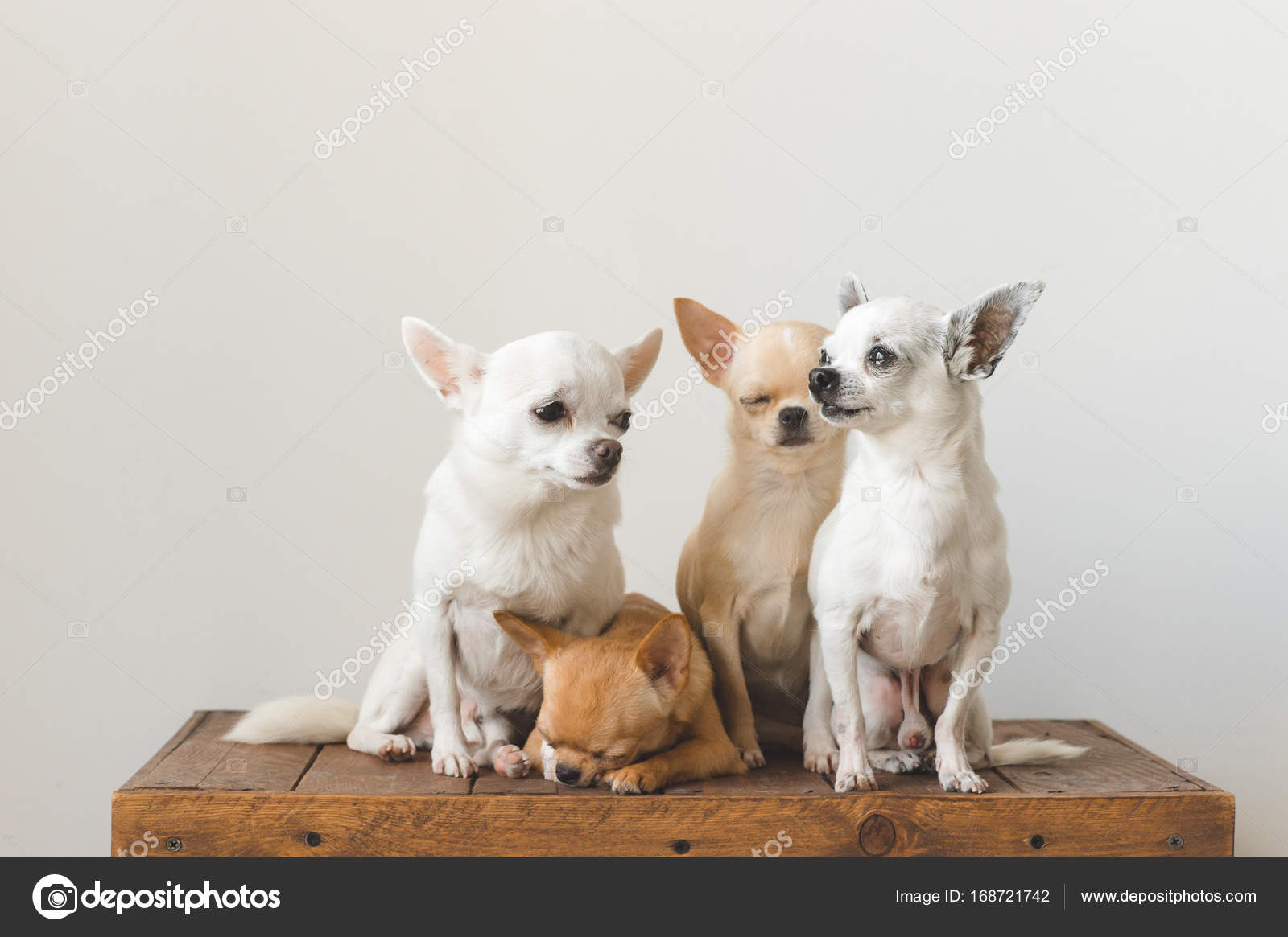 four friends puppy