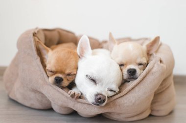 Portre sevimli, sevimli yerli doğurmak memeli chihuahua kukla arkadaşlar yalan, köpek yatakta rahatlatıcı. Dinlenme, yatmaya evcil hayvan. Zavallı ve duygusal portre. Köpek kulaklar, gözler ve yüzler