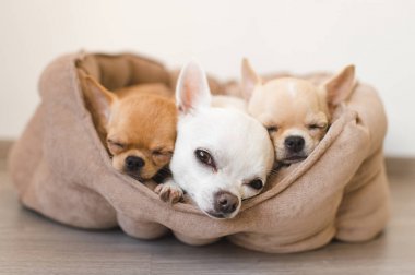Portre sevimli, sevimli yerli doğurmak memeli chihuahua kukla arkadaşlar yalan, köpek yatakta rahatlatıcı. Dinlenme, yatmaya evcil hayvan. Zavallı ve duygusal portre. Köpek kulaklar, gözler ve yüzler