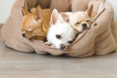 Portre sevimli, sevimli yerli doğurmak memeli chihuahua kukla arkadaşlar yalan, köpek yatakta rahatlatıcı. Dinlenme, yatmaya evcil hayvan. Zavallı ve duygusal portre. Köpek kulaklar, gözler ve yüzler