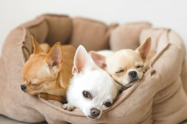 Portre sevimli, sevimli yerli doğurmak memeli chihuahua kukla arkadaşlar yalan, köpek yatakta rahatlatıcı. Dinlenme, yatmaya evcil hayvan. Zavallı ve duygusal portre. Köpek kulaklar, gözler ve yüzler