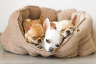 Portre sevimli, sevimli yerli doğurmak memeli chihuahua kukla arkadaşlar yalan, köpek yatakta rahatlatıcı. Dinlenme, yatmaya evcil hayvan. Zavallı ve duygusal portre. Köpek kulaklar, gözler ve yüzler