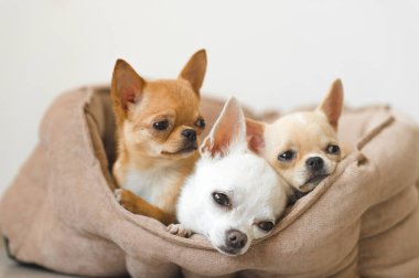 Portre sevimli, sevimli yerli doğurmak memeli chihuahua kukla arkadaşlar yalan, köpek yatakta rahatlatıcı. Dinlenme, yatmaya evcil hayvan. Zavallı ve duygusal portre. Köpek kulaklar, gözler ve yüzler