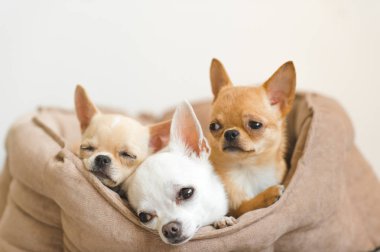 Portre sevimli, sevimli yerli doğurmak memeli chihuahua kukla arkadaşlar yalan, köpek yatakta rahatlatıcı. Dinlenme, yatmaya evcil hayvan. Zavallı ve duygusal portre. Köpek kulaklar, gözler ve yüzler