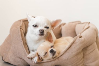 Yalan, köpek yatakta rahatlatıcı iki güzel, sevimli ve güzel yerli doğurmak memeli chihuahua kukla arkadaş. Dinlenme, yatmaya evcil hayvan. Zavallı ve duygusal portre. Baba ve kızı fotoğraf.
