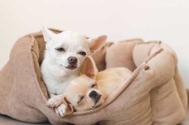 Yalan, köpek yatakta rahatlatıcı iki güzel, sevimli ve güzel yerli doğurmak memeli chihuahua kukla arkadaş. Dinlenme, yatmaya evcil hayvan. Zavallı ve duygusal portre. Baba ve kızı fotoğraf.