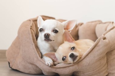 Yalan, köpek yatakta rahatlatıcı iki güzel, sevimli ve güzel yerli doğurmak memeli chihuahua kukla arkadaş. Dinlenme, yatmaya evcil hayvan. Zavallı ve duygusal portre. Baba ve kızı fotoğraf.