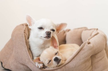 Yalan, köpek yatakta rahatlatıcı iki güzel, sevimli ve güzel yerli doğurmak memeli chihuahua kukla arkadaş. Dinlenme, yatmaya evcil hayvan. Zavallı ve duygusal portre. Baba ve kızı fotoğraf.