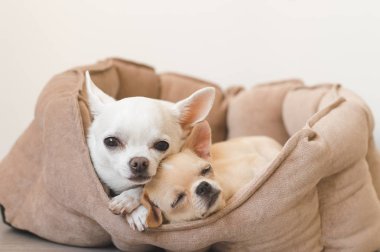 Yalan, köpek yatakta rahatlatıcı iki güzel, sevimli ve güzel yerli doğurmak memeli chihuahua kukla arkadaş. Dinlenme, yatmaya evcil hayvan. Zavallı ve duygusal portre. Baba ve kızı fotoğraf.