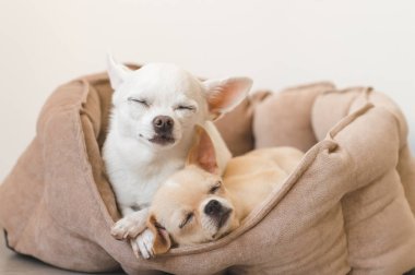 Yalan, köpek yatakta rahatlatıcı iki güzel, sevimli ve güzel yerli doğurmak memeli chihuahua kukla arkadaş. Dinlenme, yatmaya evcil hayvan. Zavallı ve duygusal portre. Baba ve kızı fotoğraf.