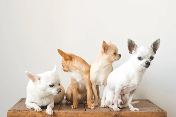 Cuatro jóvenes, encantadora, linda raza doméstica mamífero chihuahua cachorros amigos sentados en caja de madera vintage. Mascotas interiores juntas mirando a su alrededor y preguntando. Patético retrato suave. Familia de perros felices . —  Fotos de Stock