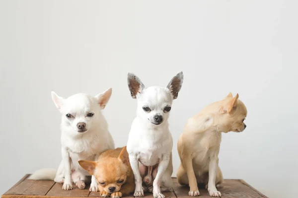 4 명의 젊은, 아름 다운, 귀여운 국내 품종 포유동물 치와와 강아지 친구 나무 빈티지 상자에 앉아. 애완 동물 실내 함께 주위를 찾고 그리고 요구입니다. 한심한 부드러운 초상화입니다. 행복 한 강아지 가족. — 스톡 사진