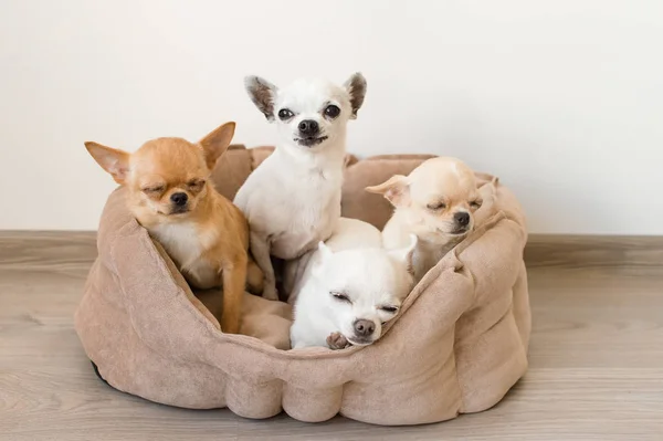 四个可爱、可爱、美丽的家养哺乳动物吉娃娃的朋友们坐在白色的背景上躺在狗床上。宠物休息，睡在室内。有趣可怜的动物。情绪化的脸 — 图库照片